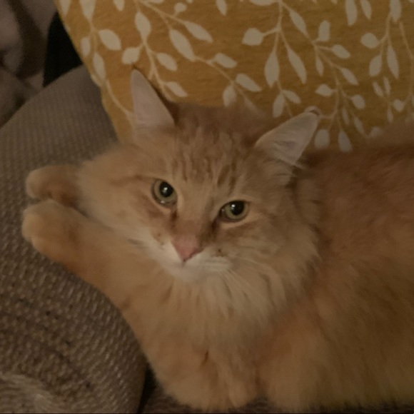 Meet your Posher, Iliana - Picture 1 of 1